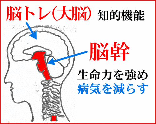 脳トレと脳幹トレーニングの違い