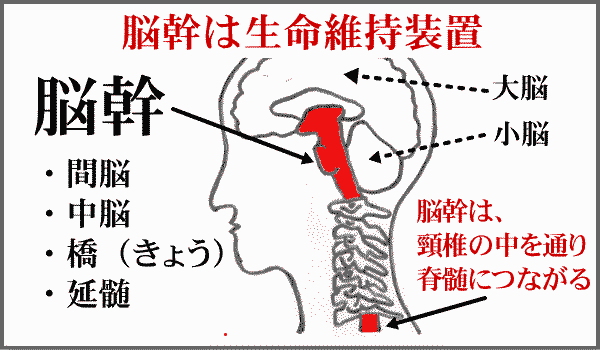 脳幹・生命機能（免疫機能）の中枢をトレーニングする